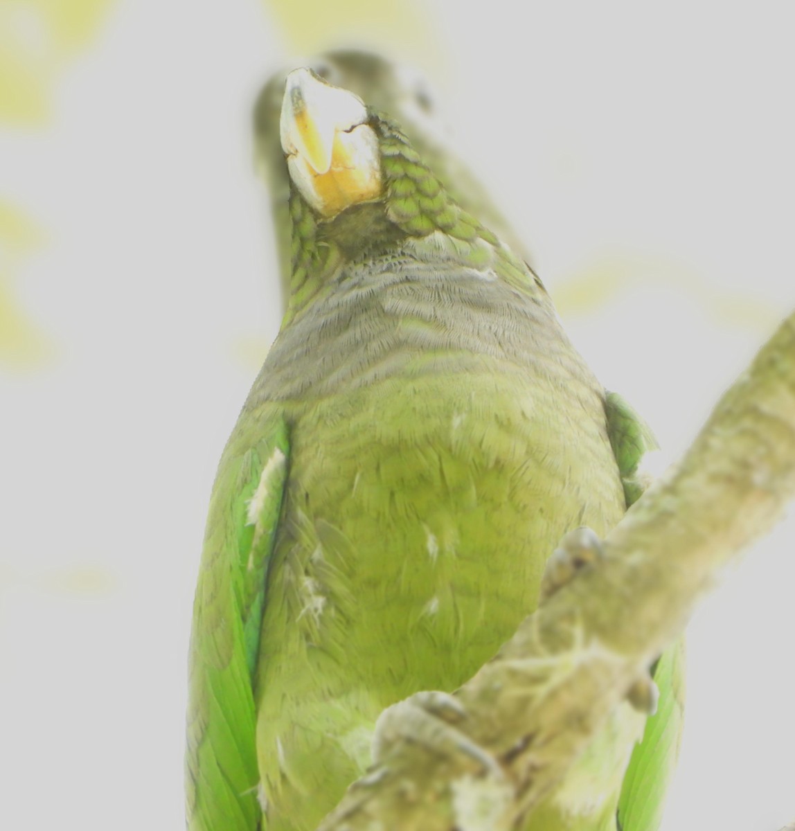 skjellhodepapegøye - ML644646579