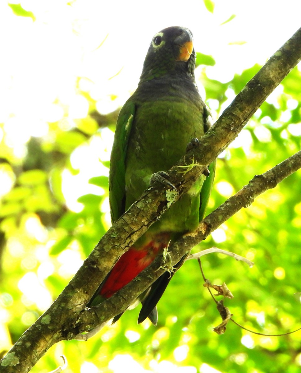 skjellhodepapegøye - ML644646580