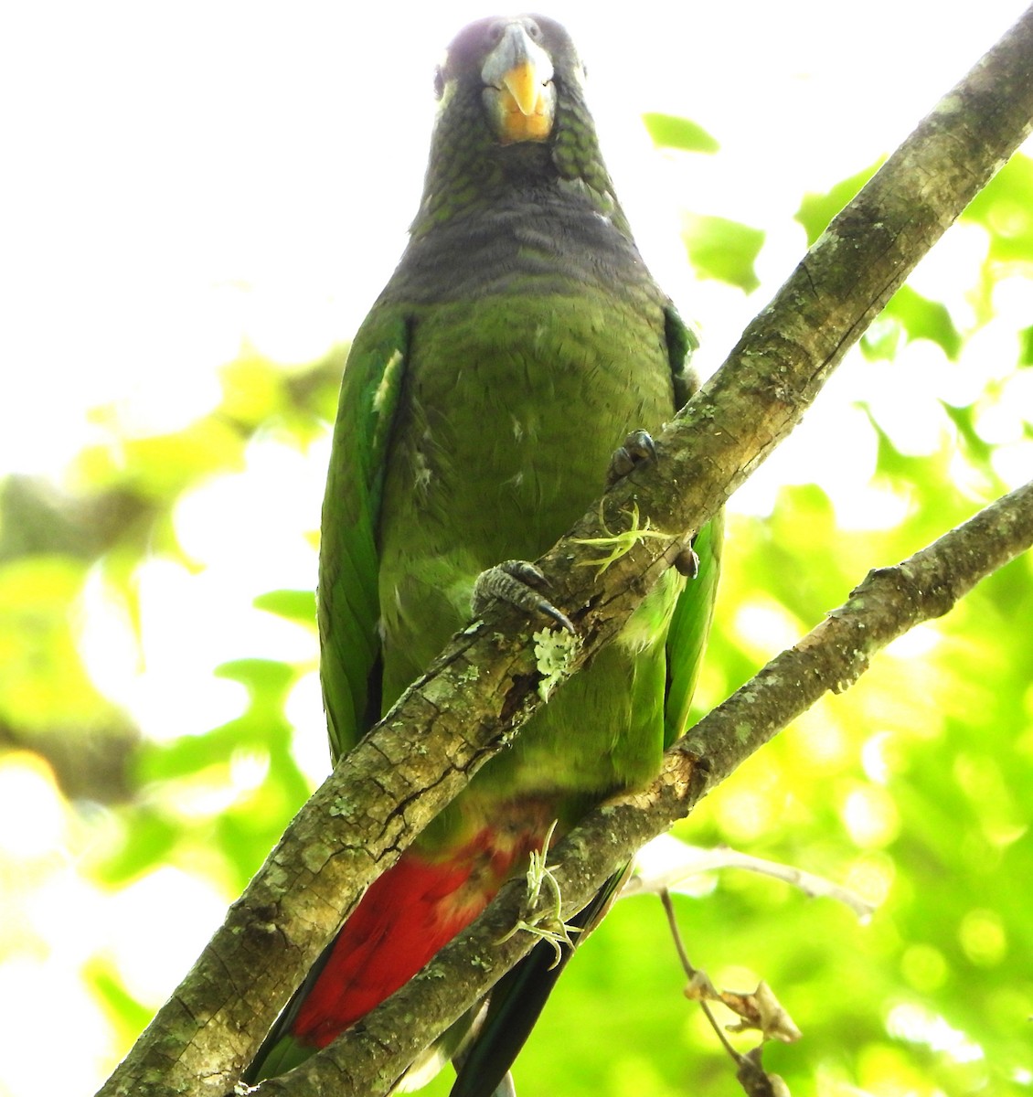 skjellhodepapegøye - ML644646581