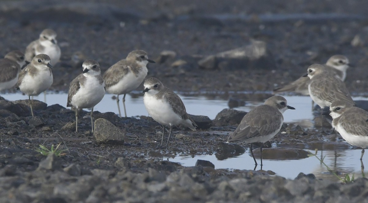 tibetlo - ML644646582