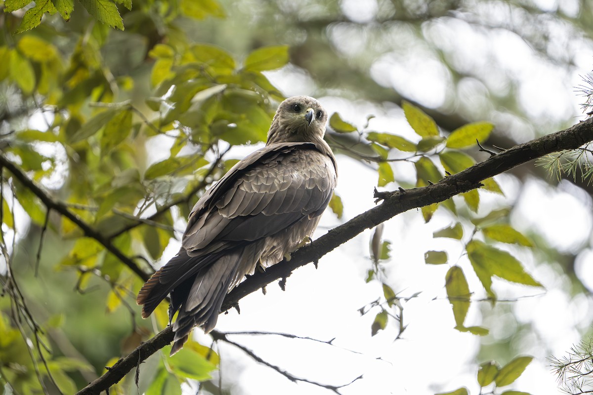 svartglente - ML644646583