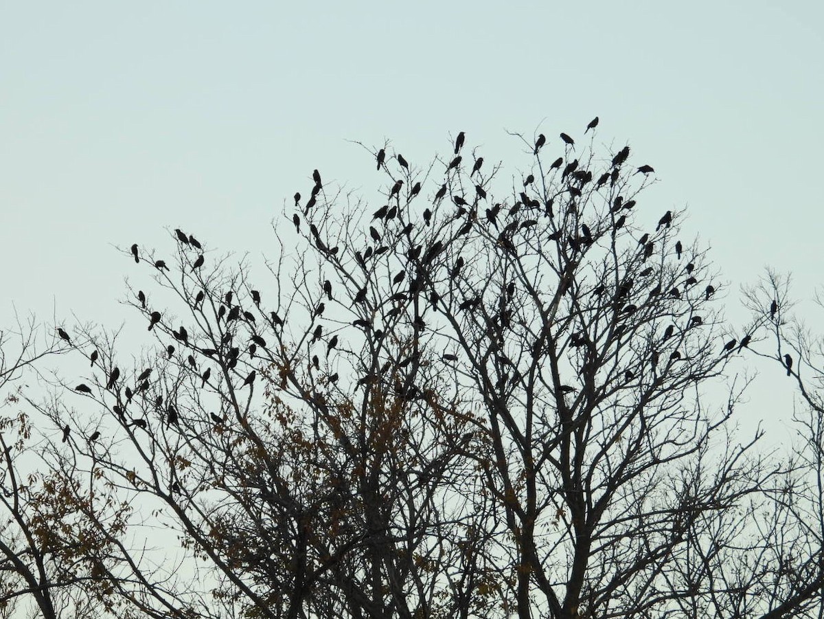 glanstrupial - ML644646590