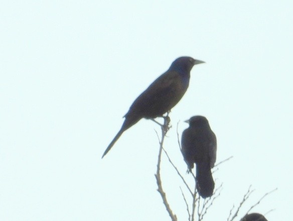 glanstrupial - ML644646591