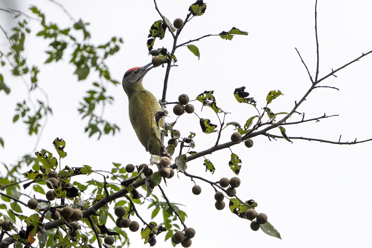 gråspett - ML644646593