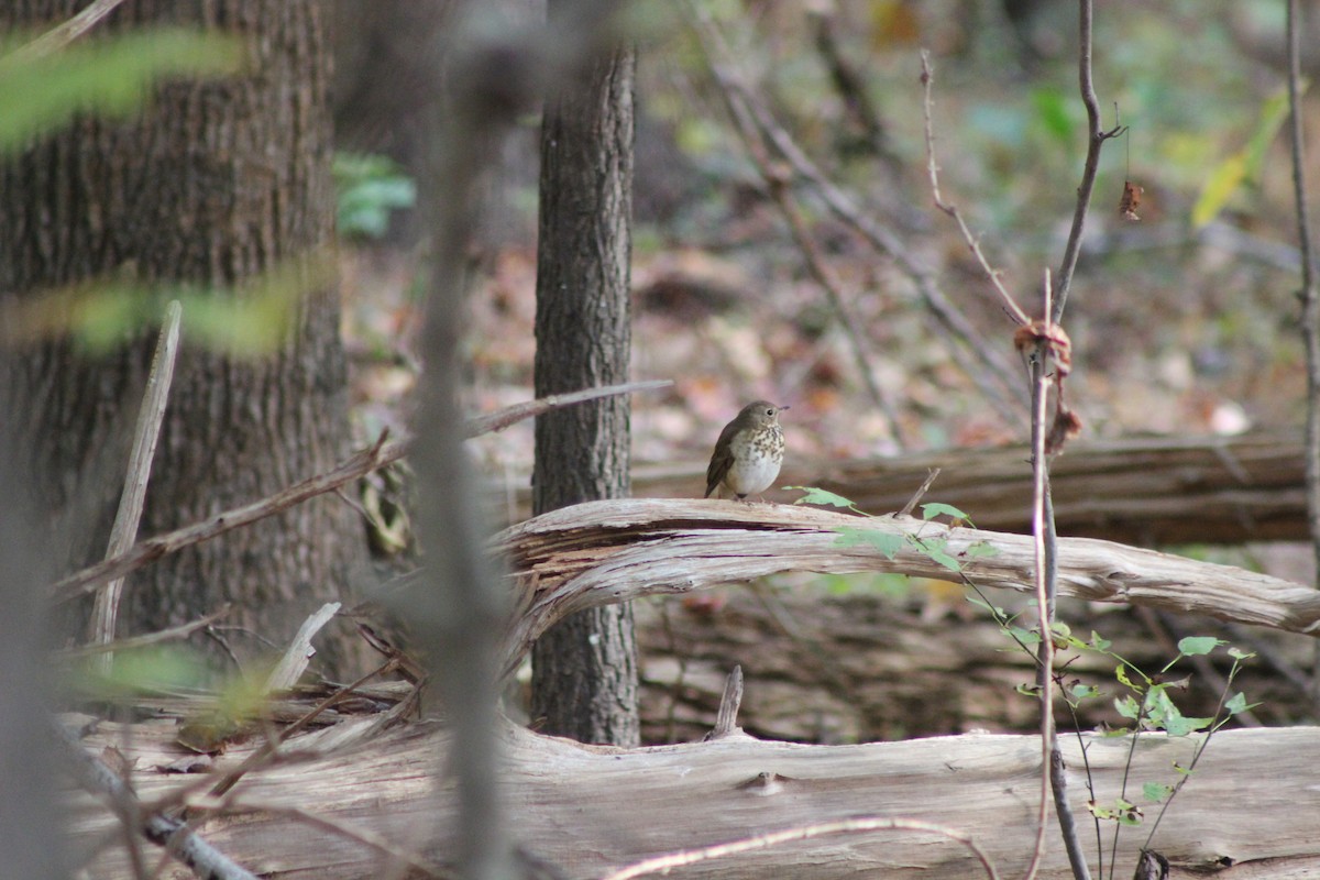 eremittskogtrost - ML644646595