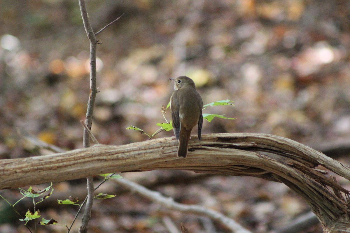 eremittskogtrost - ML644646596