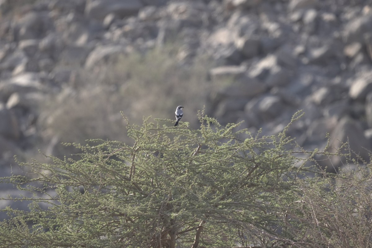 varsler (aucheri/buryi) - ML644646597