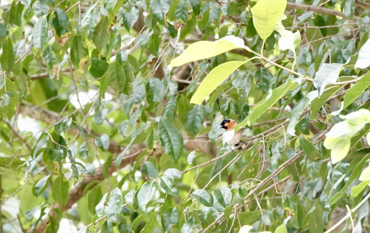 Australian Spectacled Monarch - ML644646599