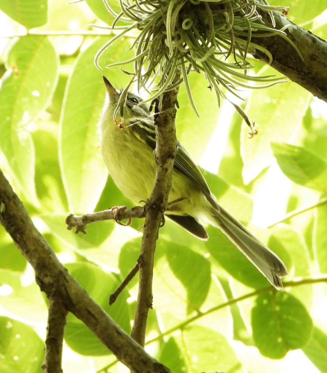 Тиранчик оливкововолий - ML644646603