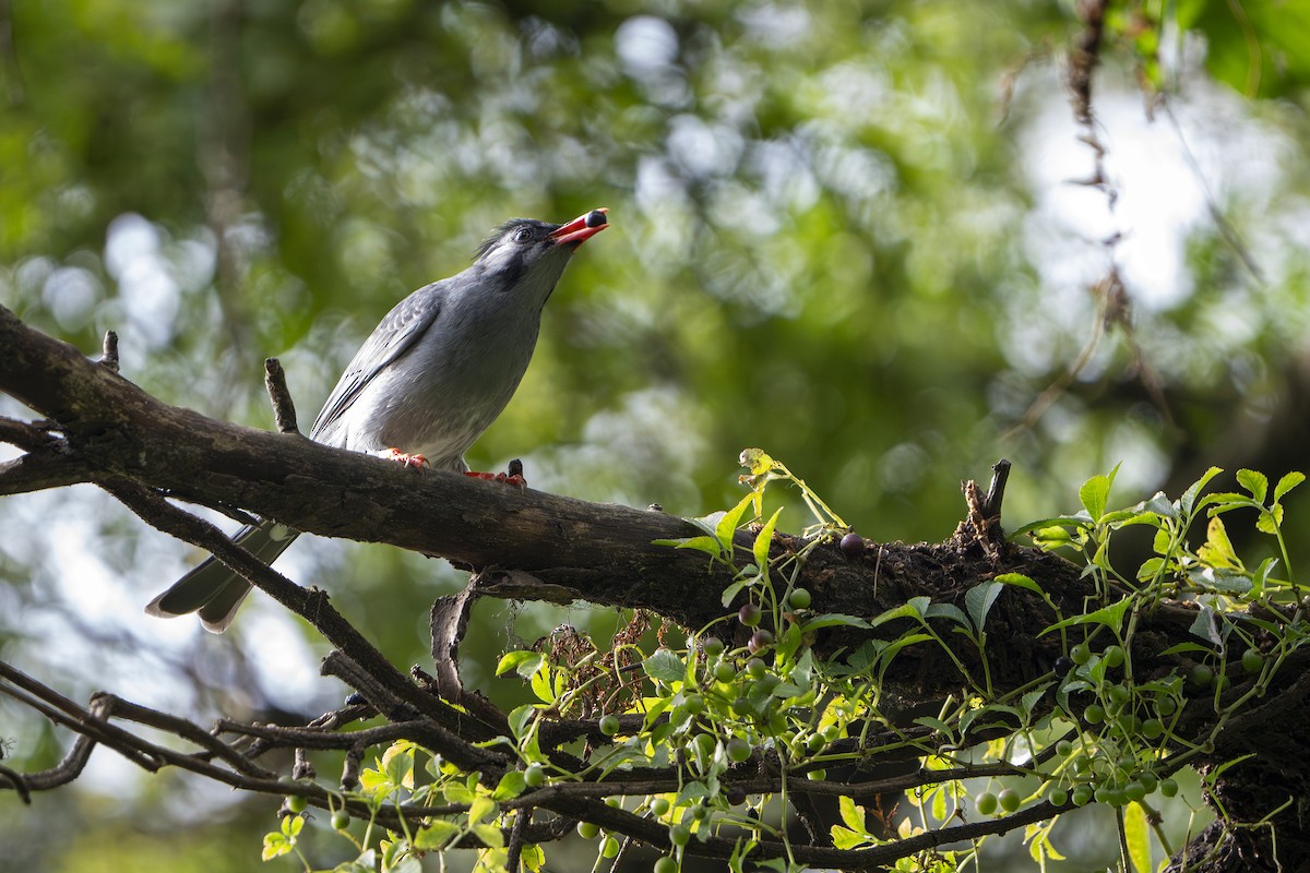 Горована гімалайська - ML644646604