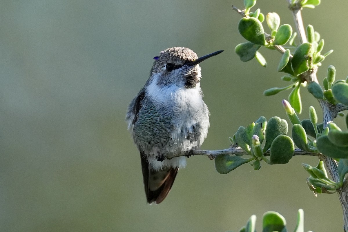 Costa's Hummingbird - ML644646605