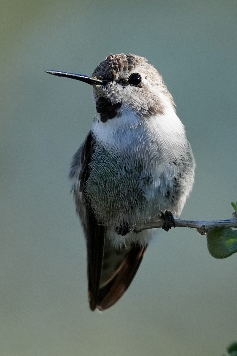Costa's Hummingbird - ML644646606