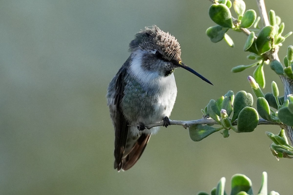 Costa's Hummingbird - ML644646607