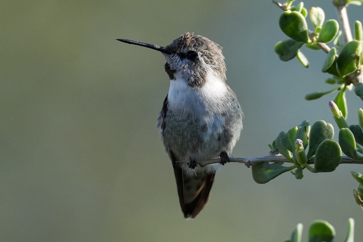 Costa's Hummingbird - ML644646608