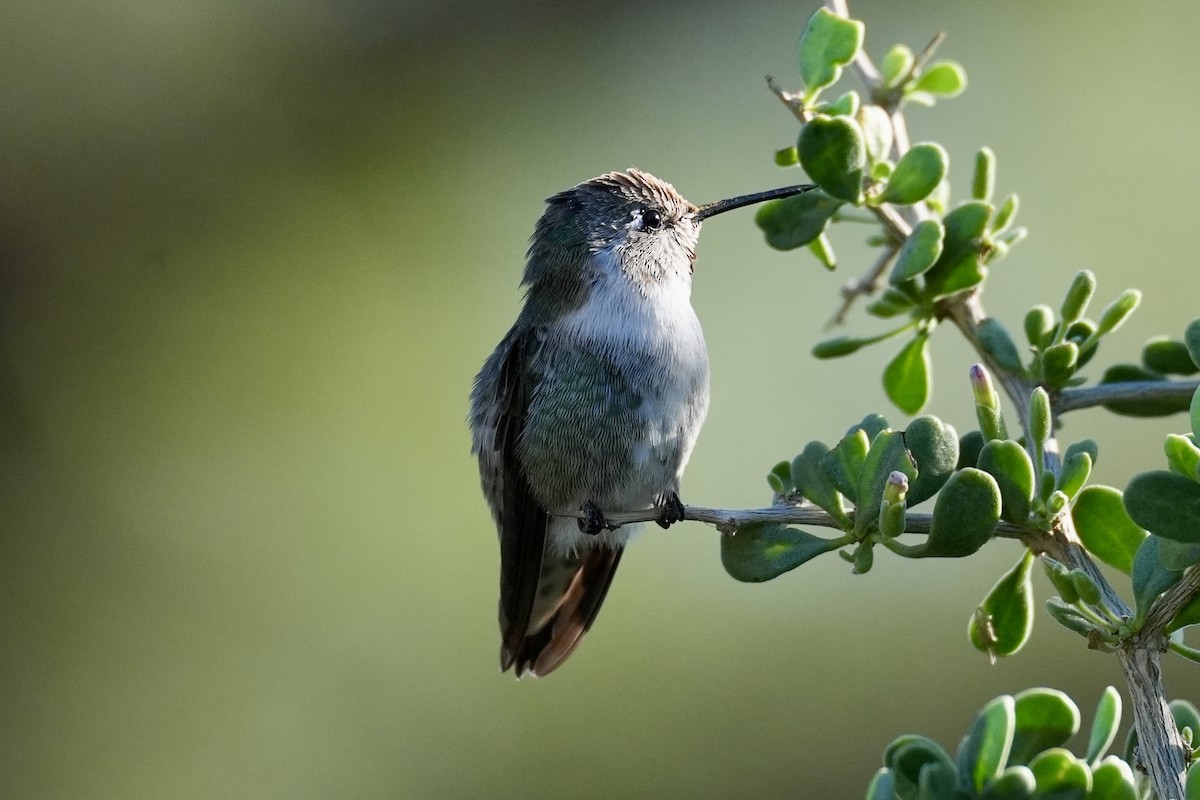 Costa's Hummingbird - ML644646609