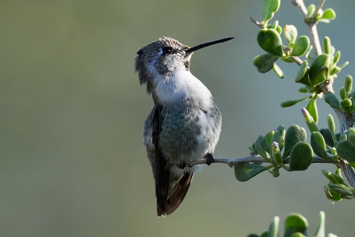 Costa's Hummingbird - ML644646611