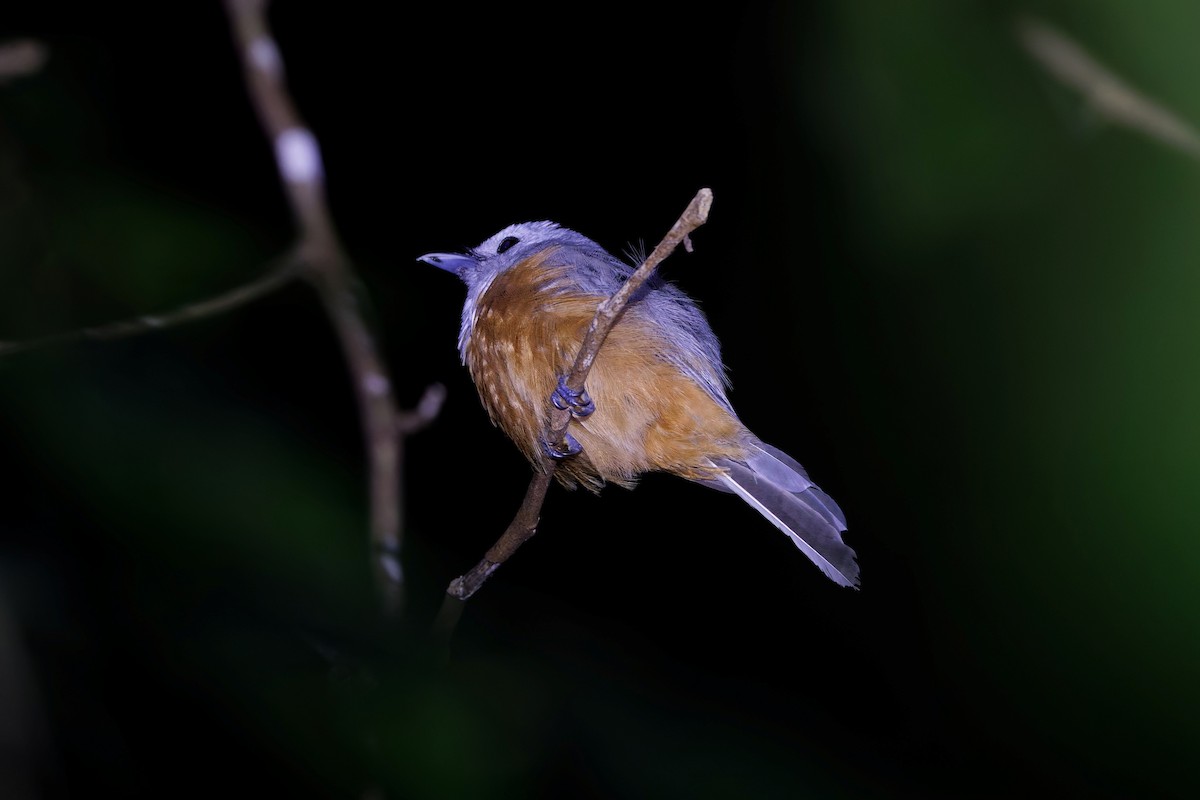 Монарх сіроголовий - ML644646612