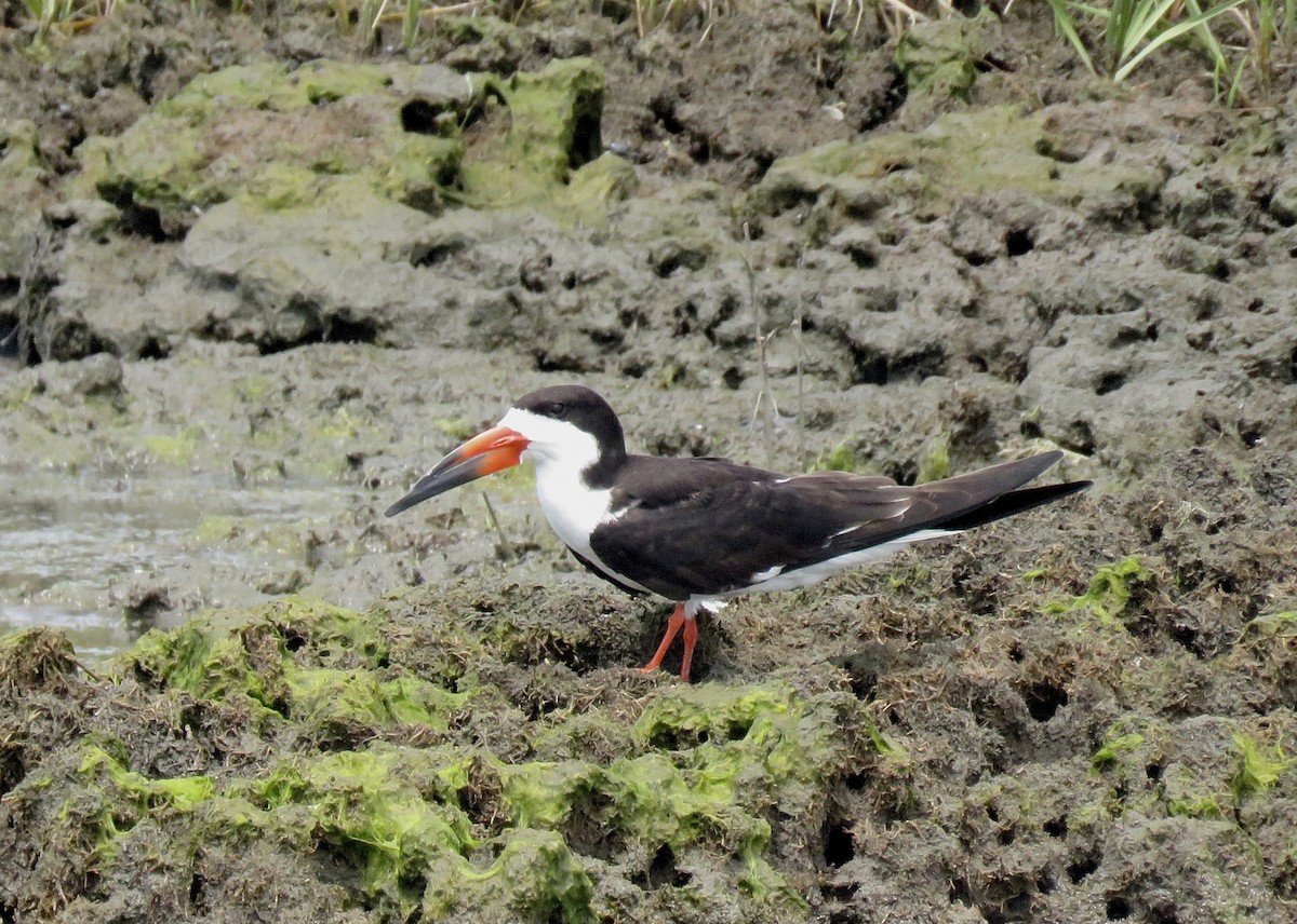 Black Skimmer - ML644646613
