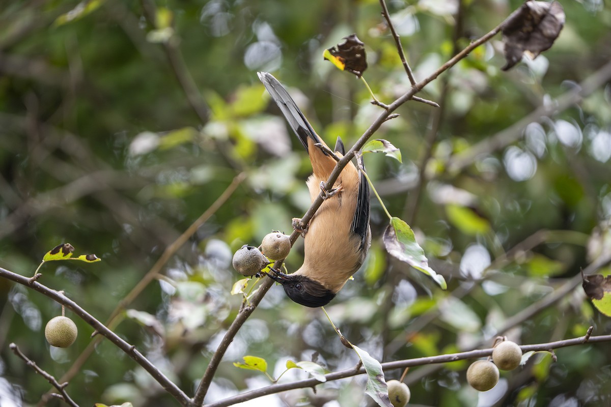 Джоя руда - ML644646614