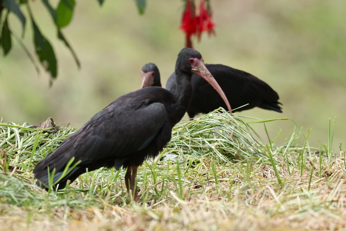 Bare-faced Ibis - ML644646615