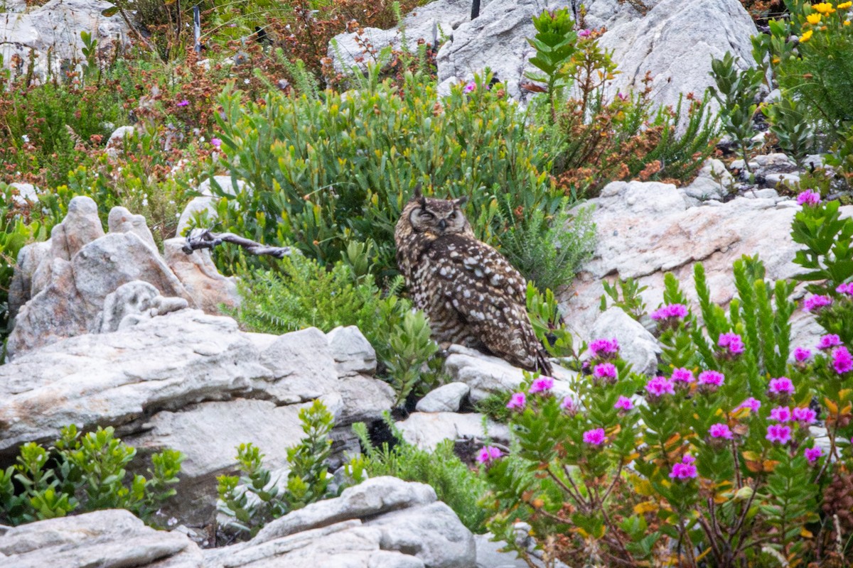 Пугач капський - ML644646621