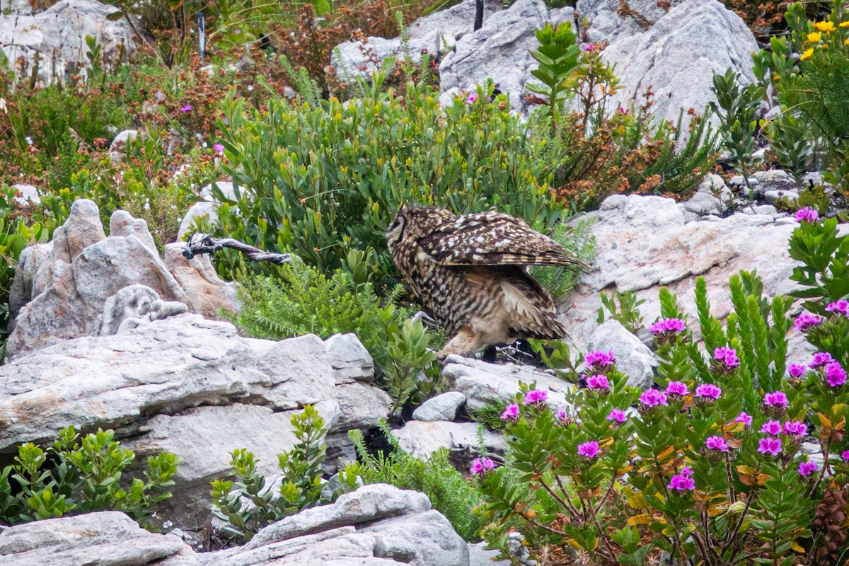 Пугач капський - ML644646622