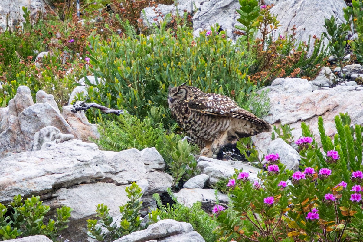 Пугач капський - ML644646623