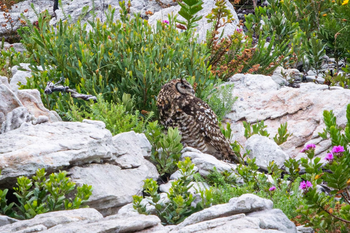 Пугач капський - ML644646624