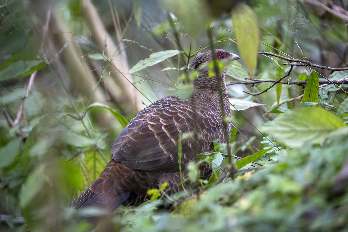 Лофур непальський - ML644646626