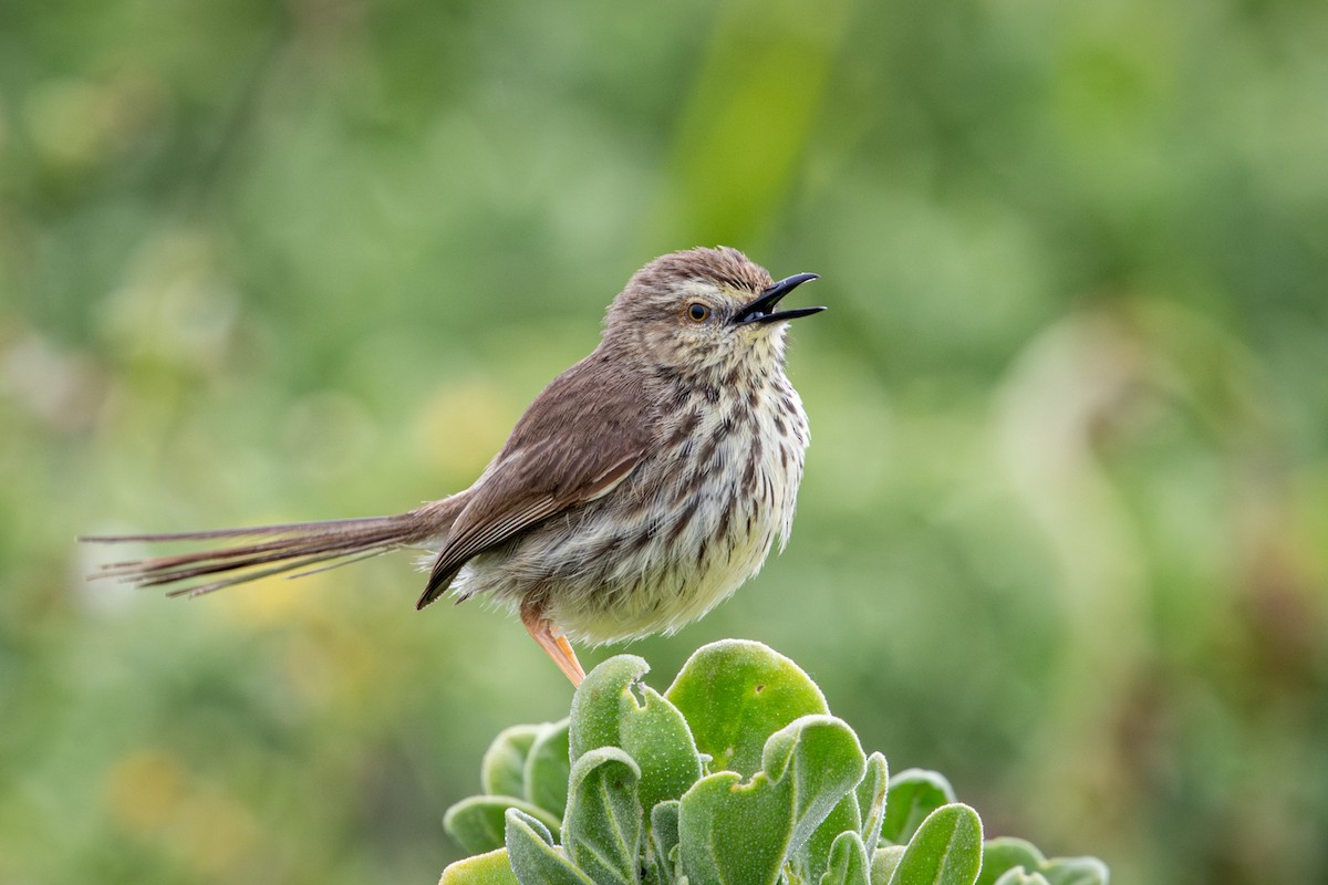 Принія плямистогруда - ML644646628