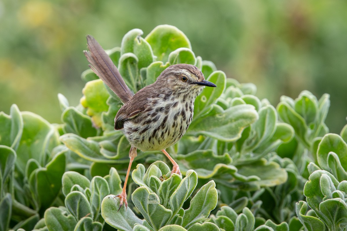 Принія плямистогруда - ML644646629