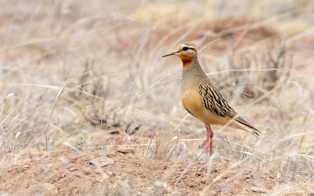 Tawny-throated Dotterel - ML644646634