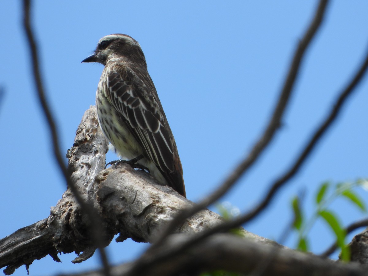 Tyran tacheté - ML644646636