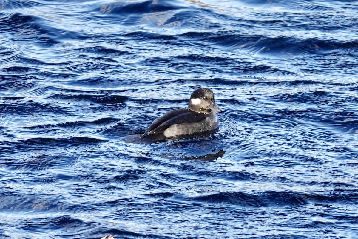 hohol bělavý - ML644646641