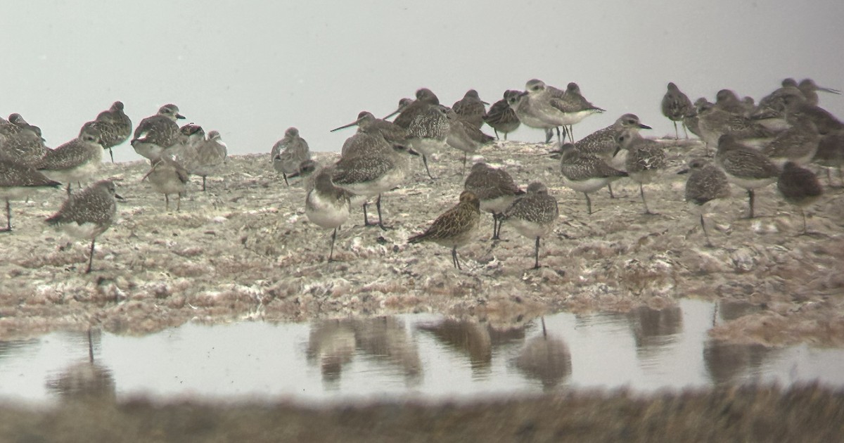 kulík pacifický - ML644646652