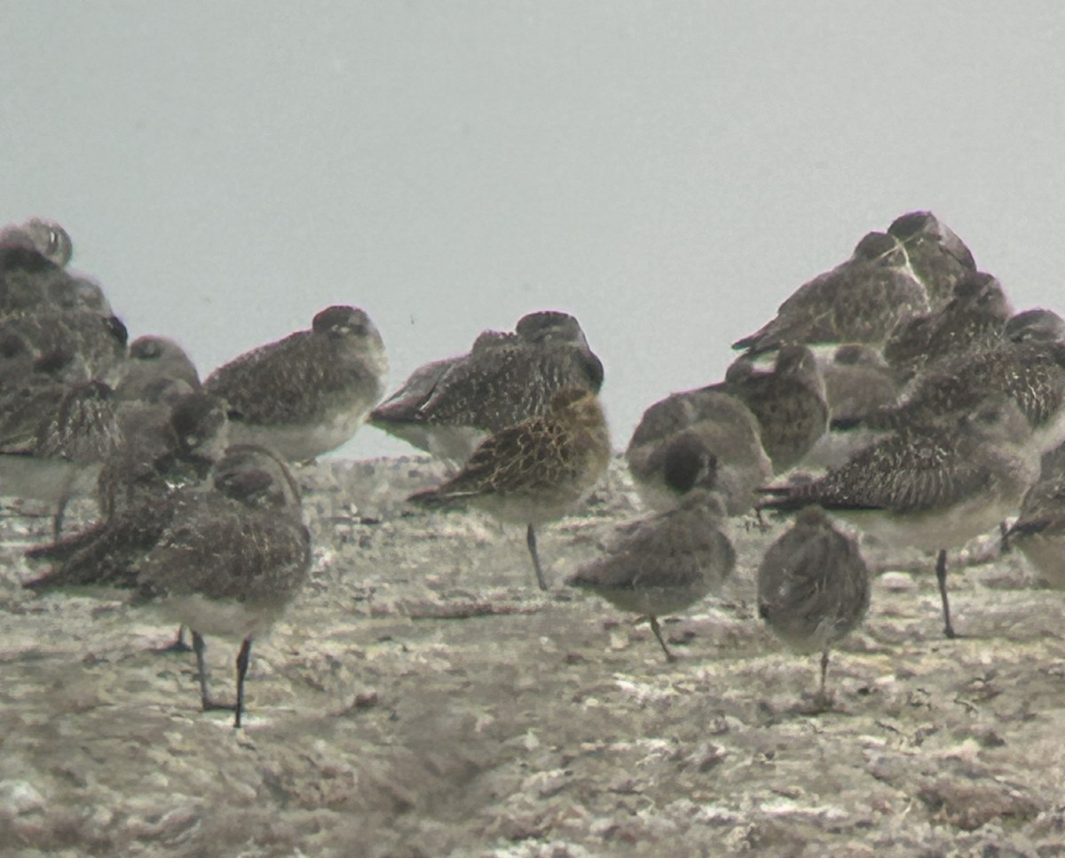 kulík pacifický - ML644646653