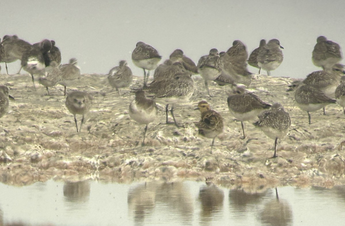 kulík pacifický - ML644646654