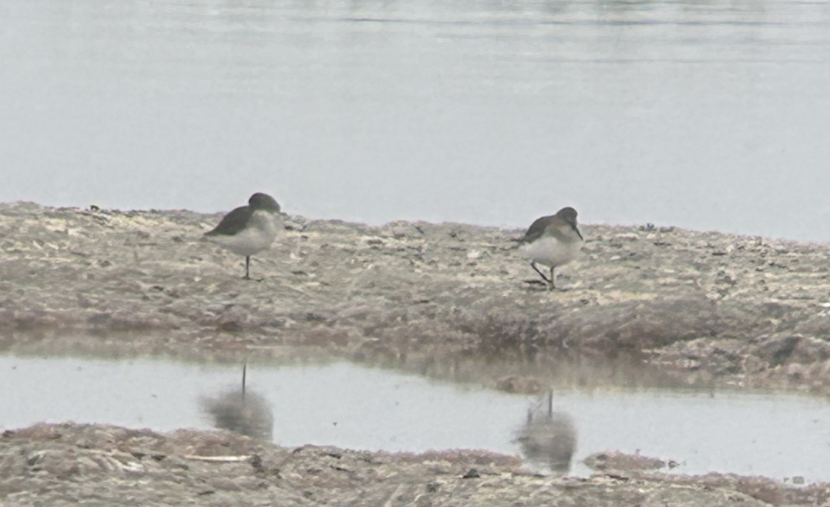 Dunlin - ML644646657