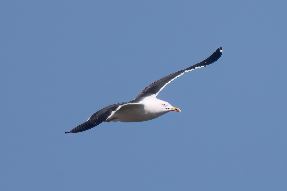 Gaviota Sombría (del Báltico) - ML644646662