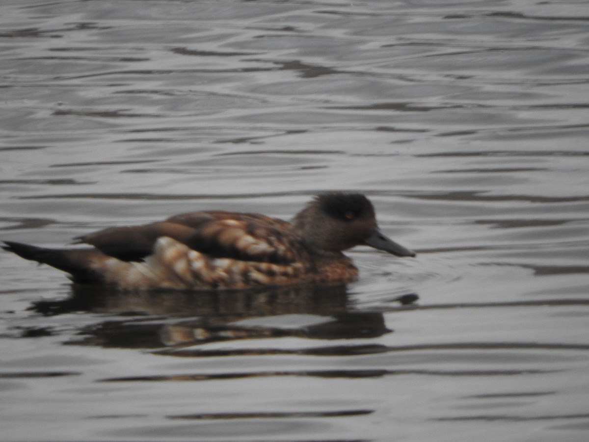 Crested Duck - ML644646664