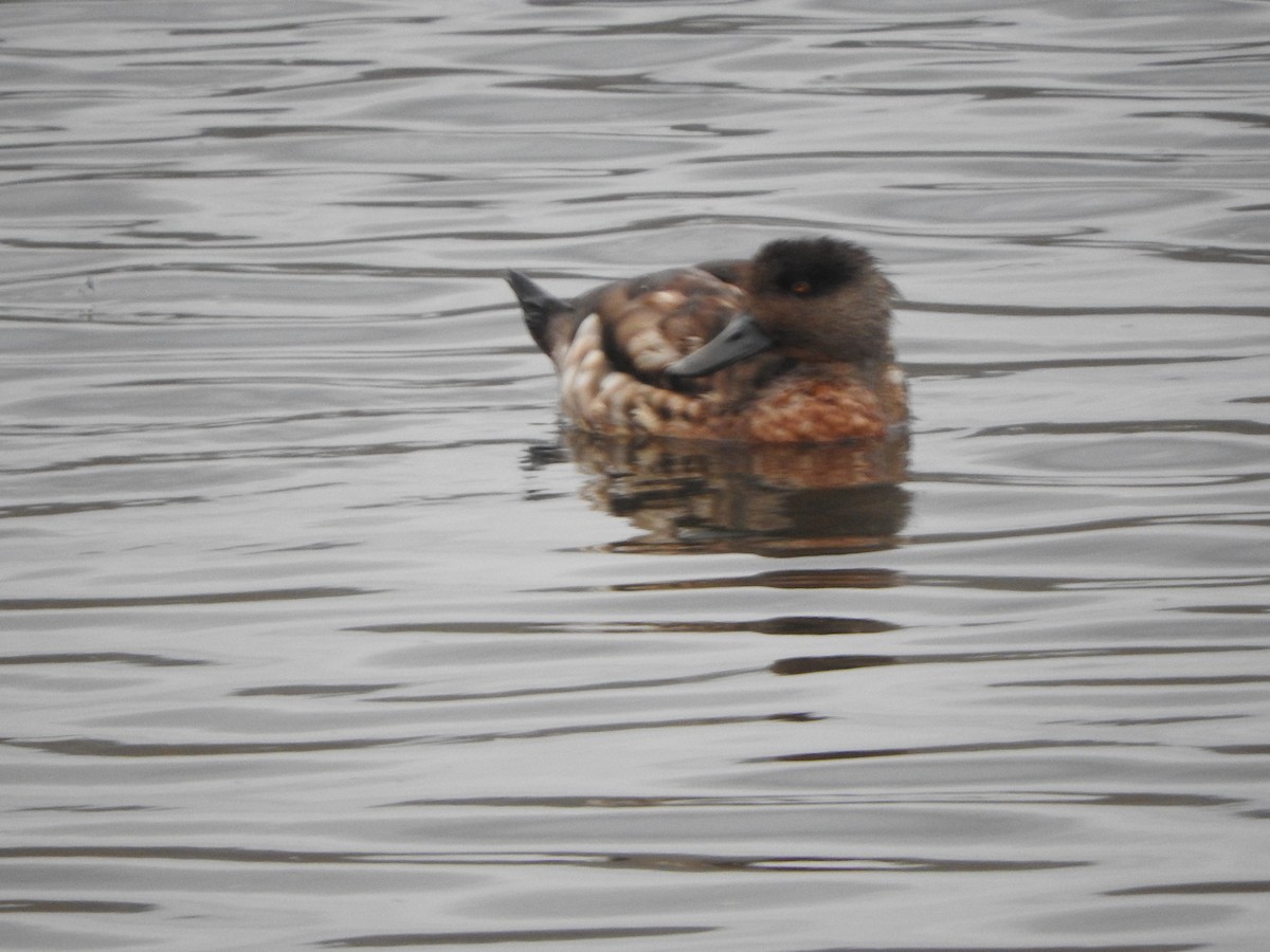 Crested Duck - ML644646665