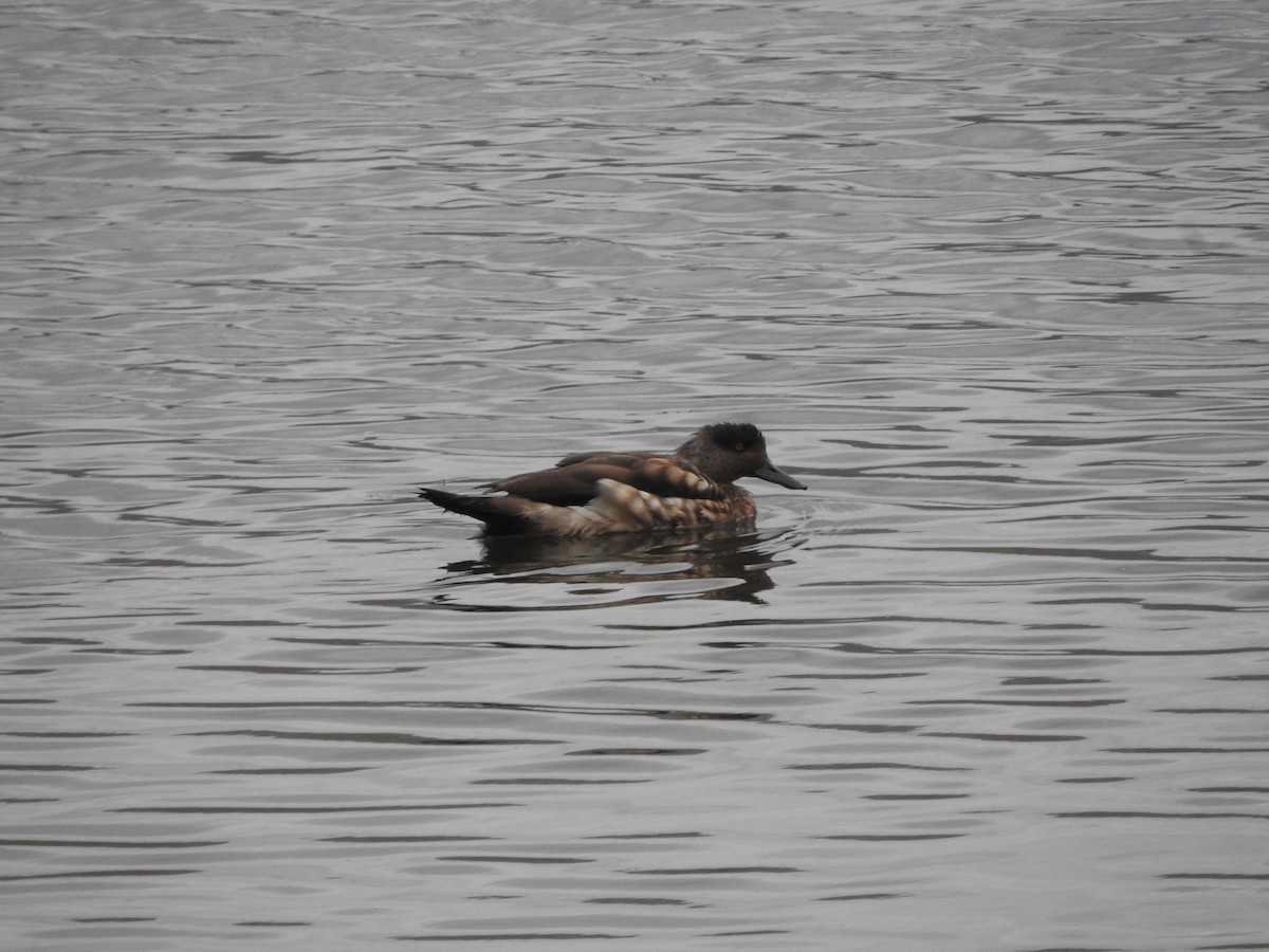 Crested Duck - ML644646666