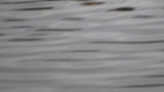 Crested Duck - ML644646668