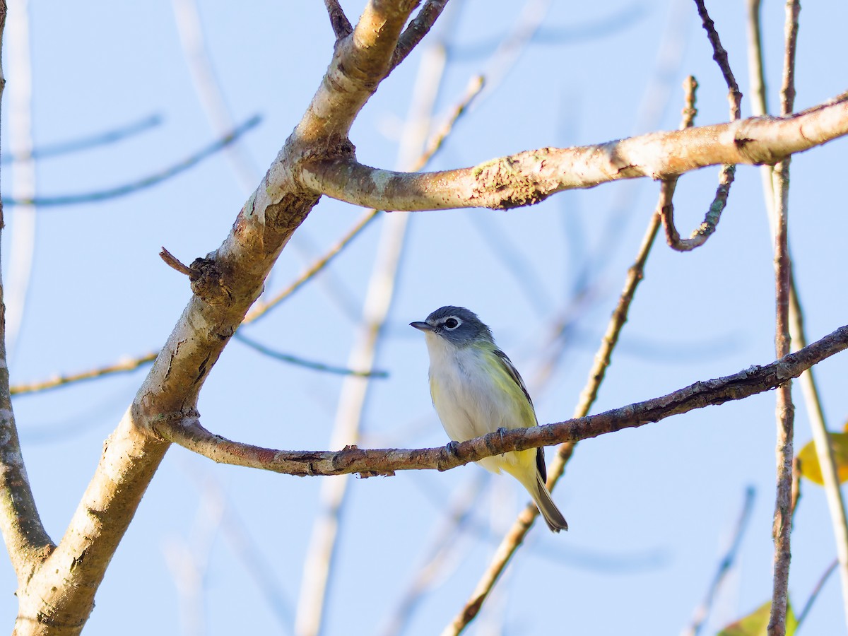 Blue-headed Vireo - ML644646675