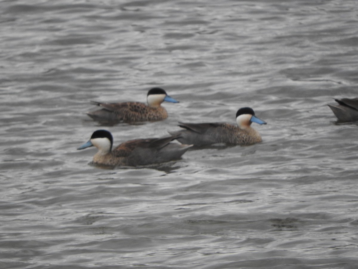 Puna Teal - ML644646676