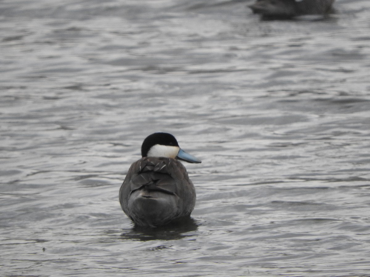 Puna Teal - ML644646677