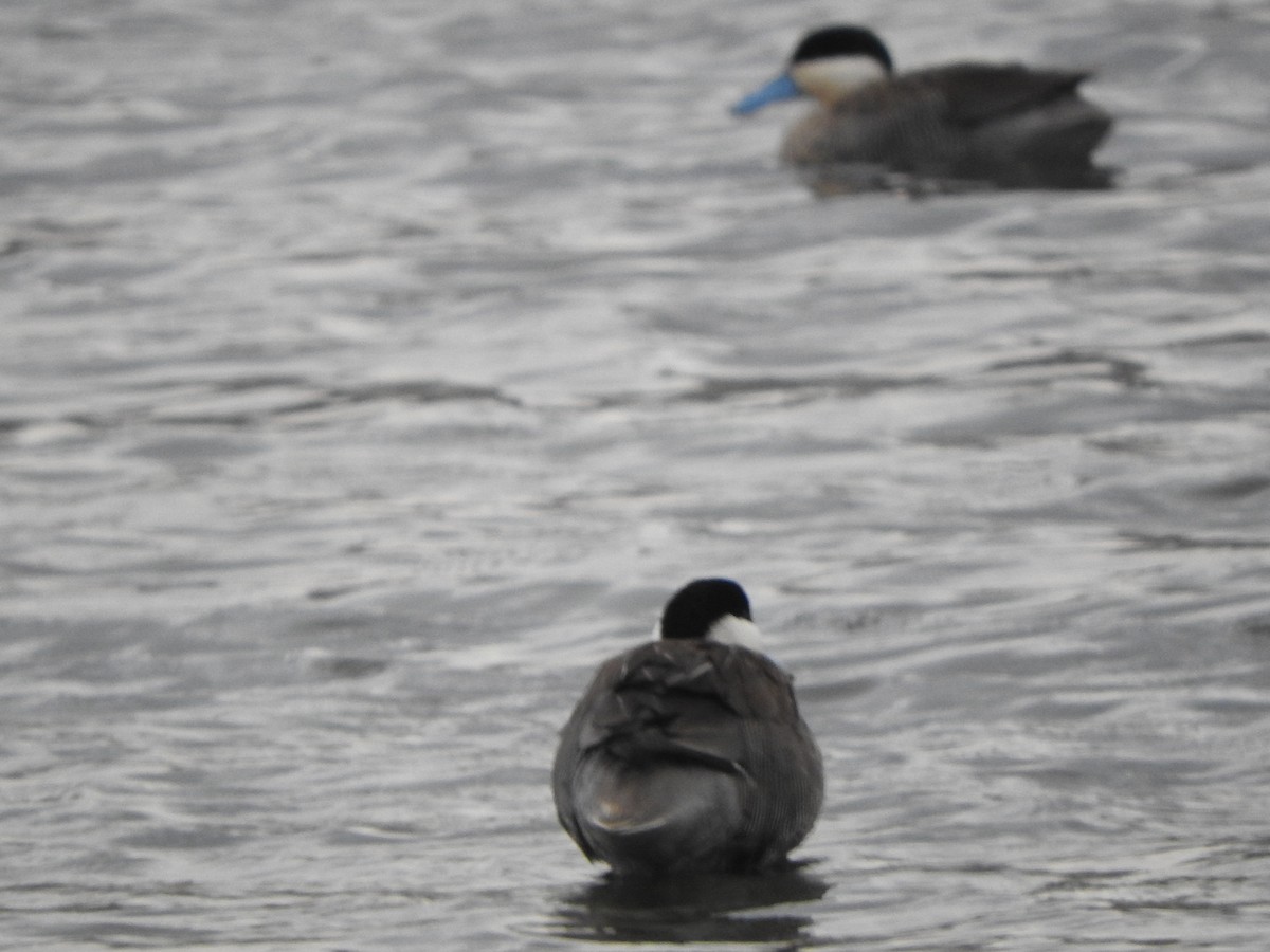 Puna Teal - ML644646678