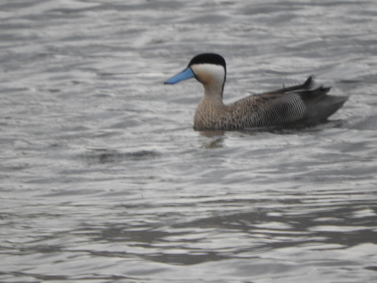 Puna Teal - ML644646679