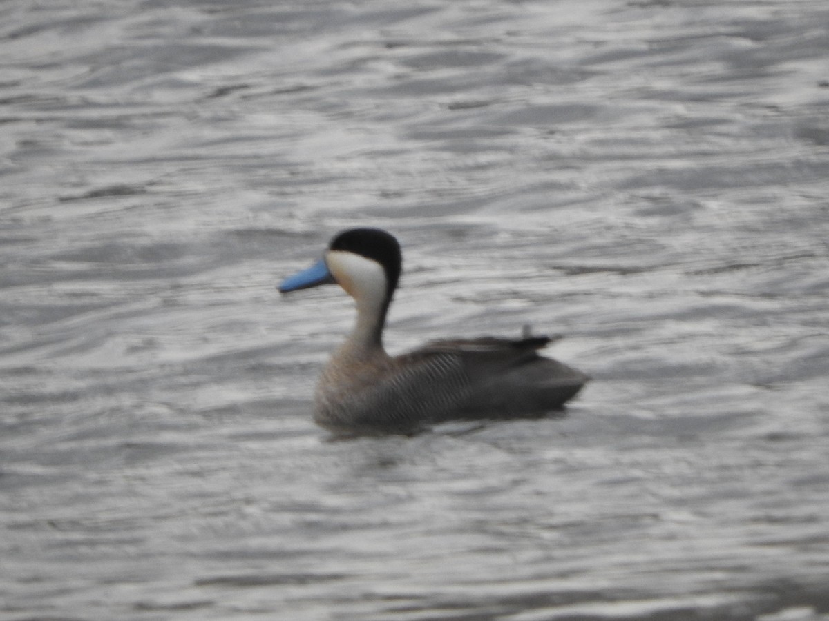 Puna Teal - ML644646680