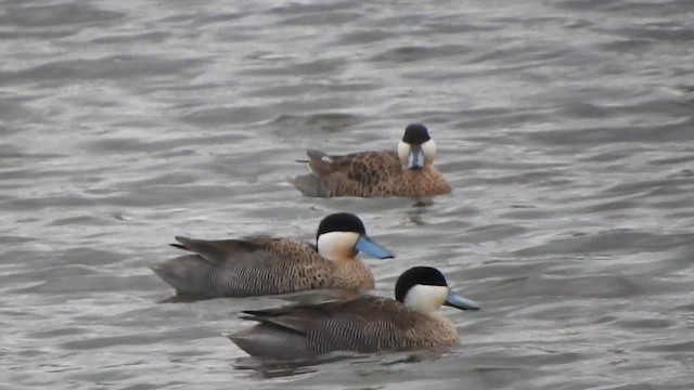 Puna Teal - ML644646685